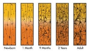 A chart showing increasing density of synapses in human brains at 1 month, 9 months, 2 years, and adulthood.