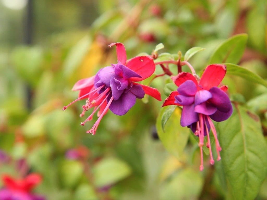 Close up of two pink and purple fuchsia blooms against an out-of-focus green background