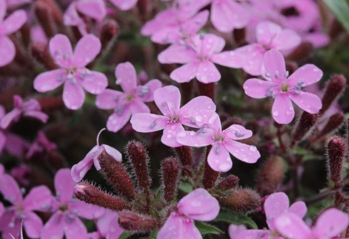 close-up shot of a cluster of pink soapwort flowers