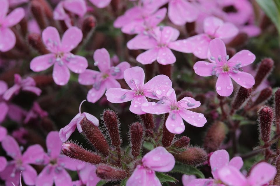 close-up shot of a cluster of pink soapwort flowers