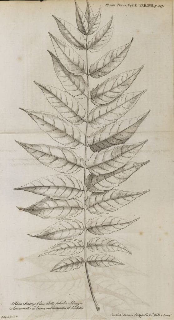 Sketch of Ailanthus Altissima leaves. Labeled as "'Rhus sinense foliis alatis, foliolis oblongis acuminata, ad basin subrotundis & dentati"