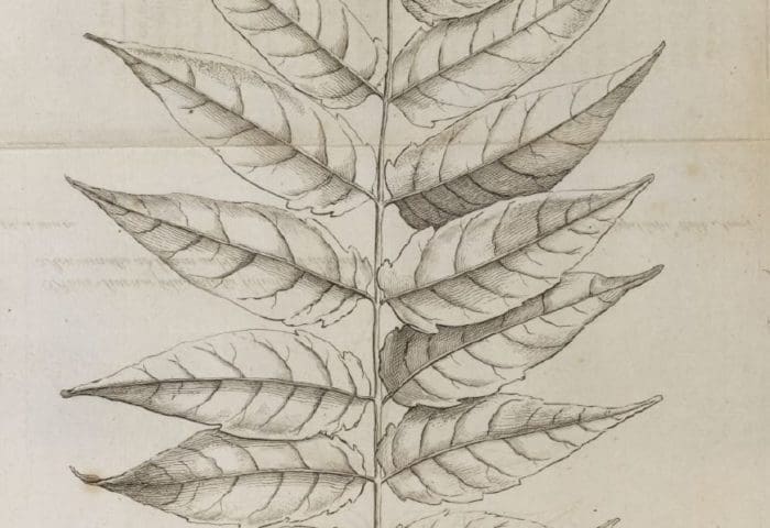 Sketch of Ailanthus Altissima leaves. Labeled as "'Rhus sinense foliis alatis, foliolis oblongis acuminata, ad basin subrotundis & dentati"