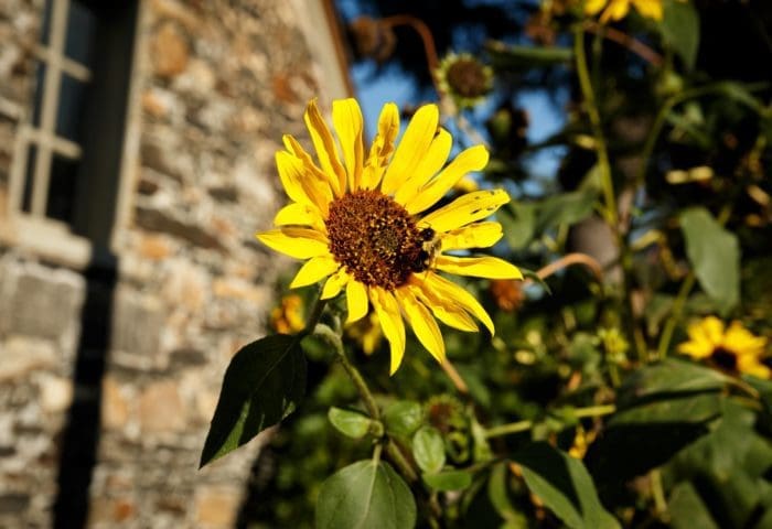 bumblebee on a sunflower