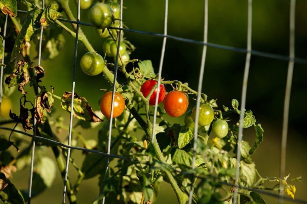 cherry tomatoes ripen on the vine