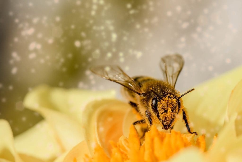 a bee on a flower is covered in pollen