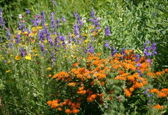 Little Explorers- The Garden in Bloom