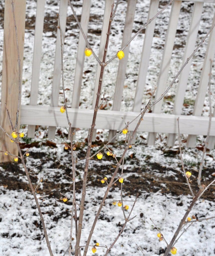 Chimonanthus praecox (2)