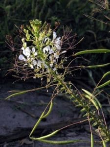 Photograph of Cleome gynandra plant