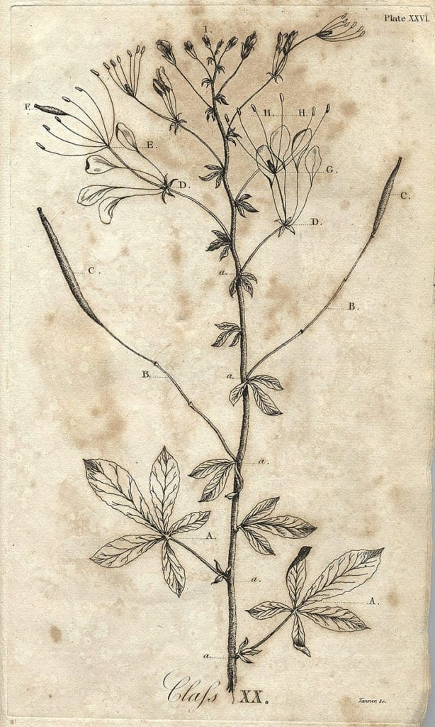 Illustration of Cleome gynandra by William Bartram in 1803, displaying leaves, flowers, and seedpods.