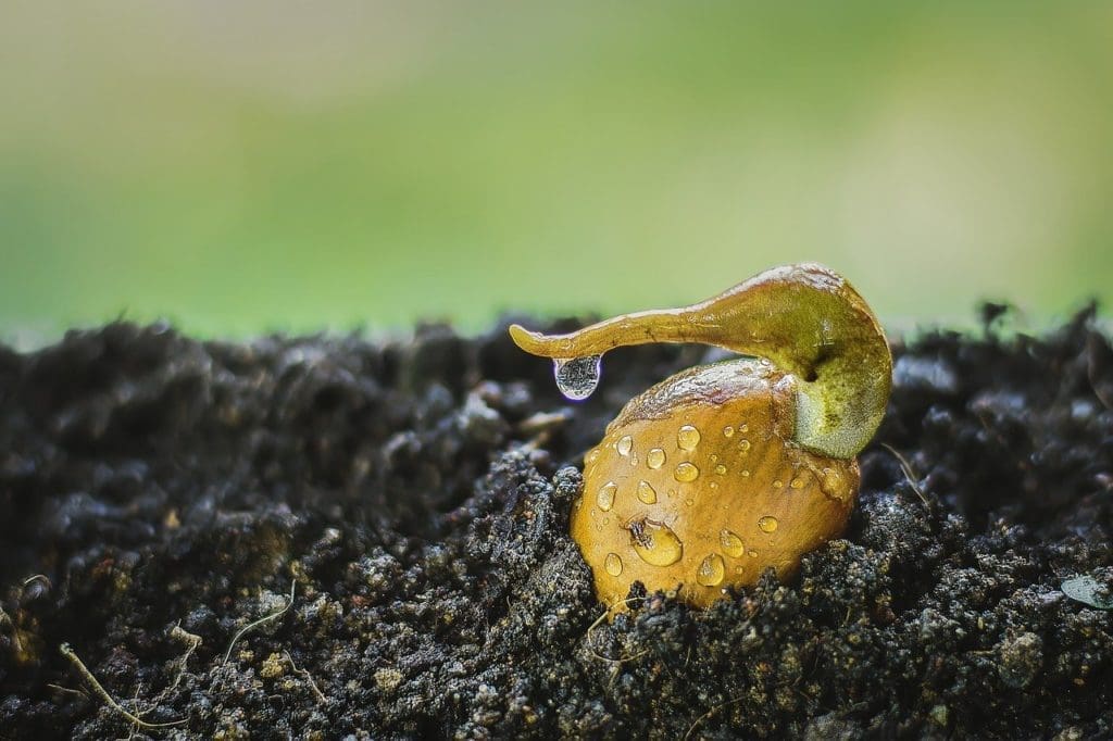 close-up image of brown durian seed beginning to spout on soil