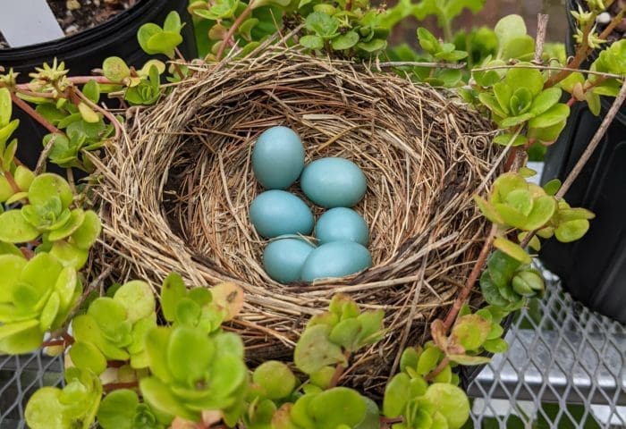 Little Explorers: Nests & Eggs!