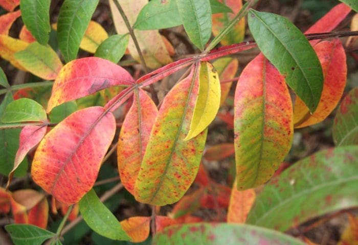 Little Explorers: The Color of Leaves!