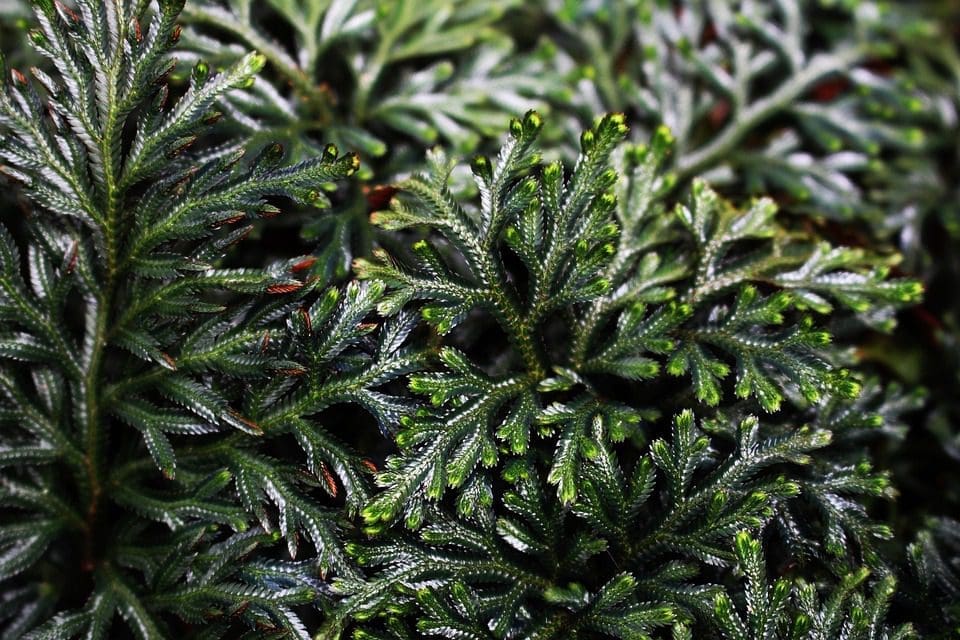 Extreme close-up image of spikemoss