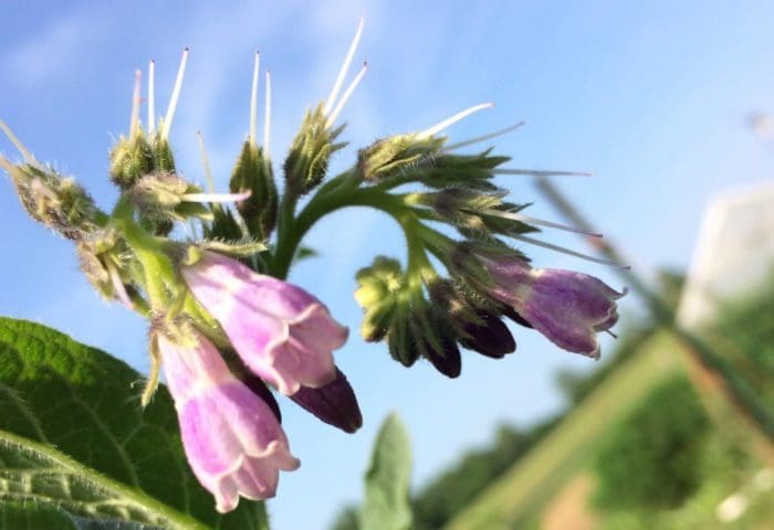 Botany for Herbalists