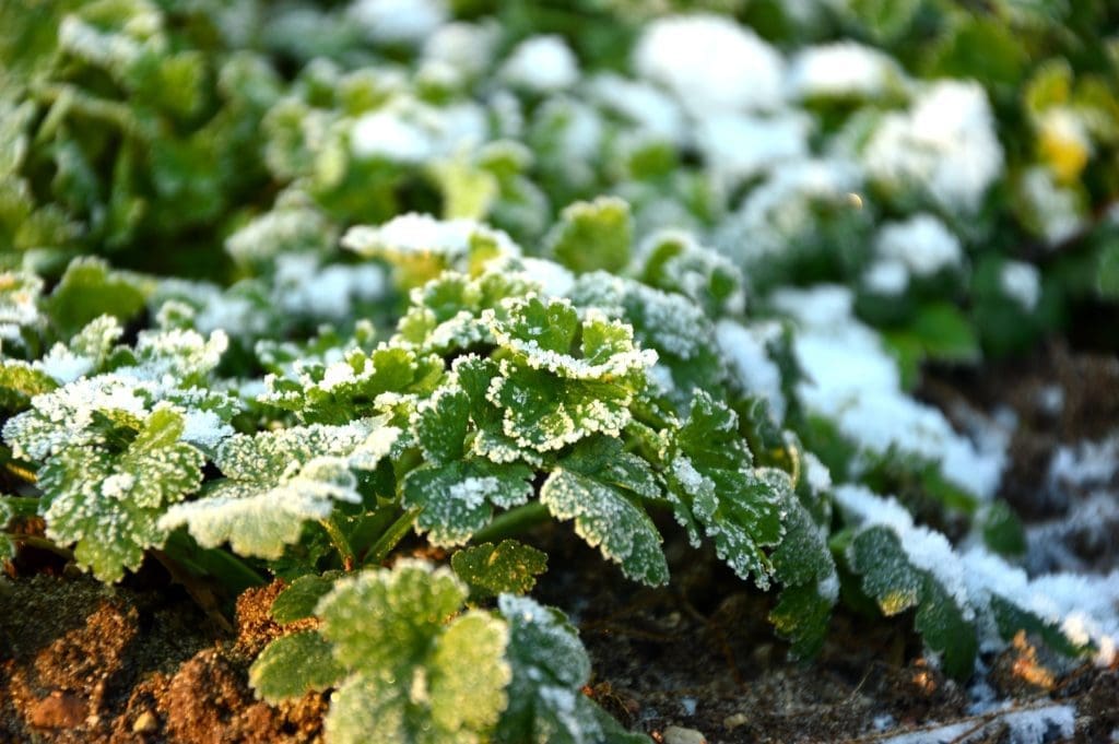 frost on parsley