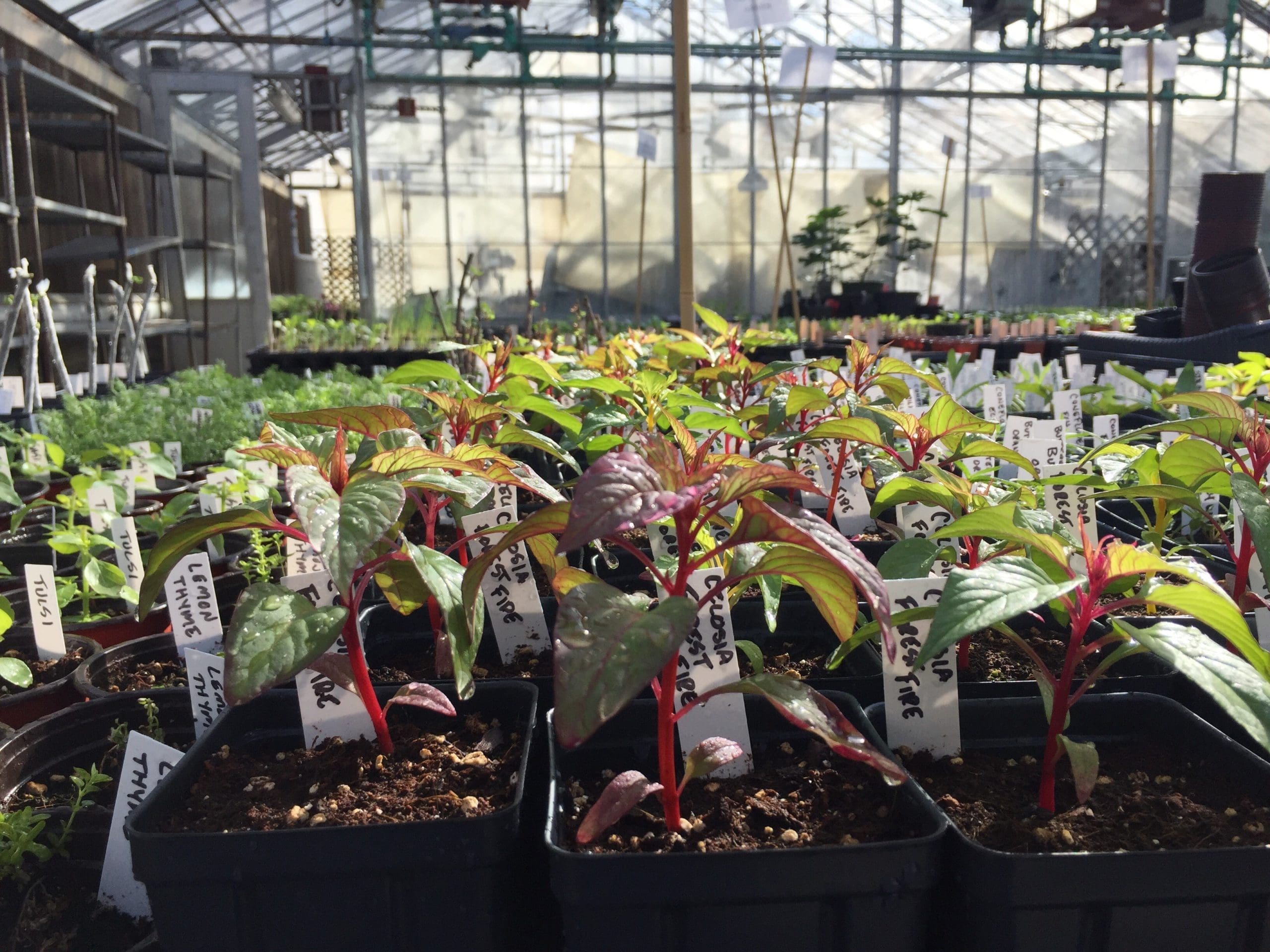 Green & red seedlings lined up in a greenhouse