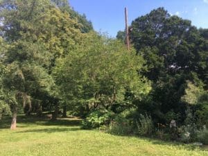 image of a white mulberry tree growing at Bartram's garden