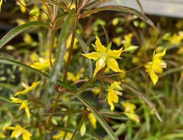 Nursery Volunteer Day