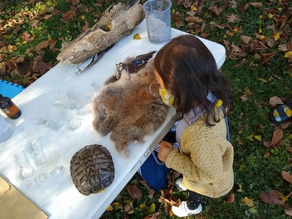 Child at a low table outdoors, looking at an animal pelt with a magnifying glass