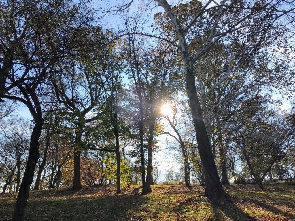 Setting sun viewed through large trees on a hillside