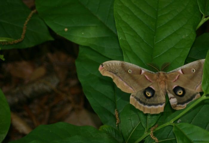 Little Explorers: Insects!