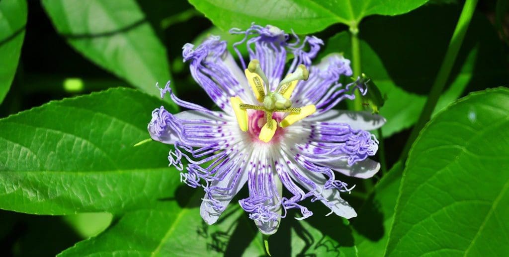 Passionflower bloom