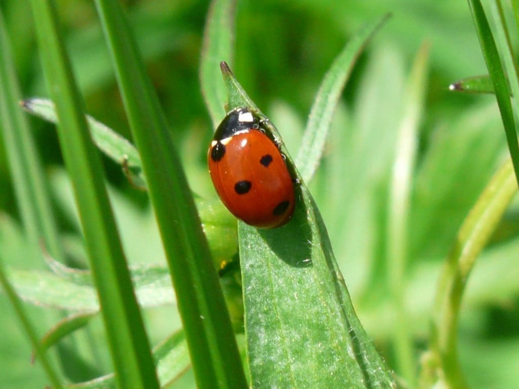 ladybug on grass