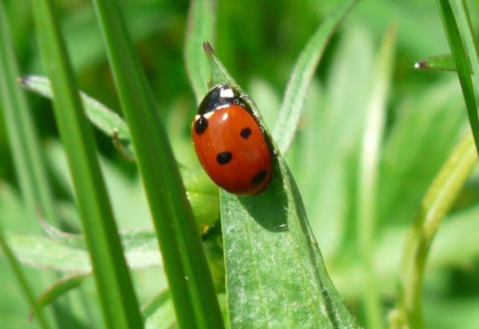 Little Explorers: Insects