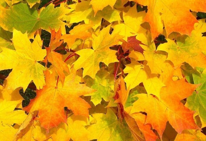 yellow and orange maple leaves