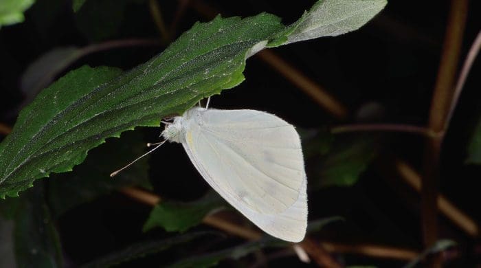 a white moth at night