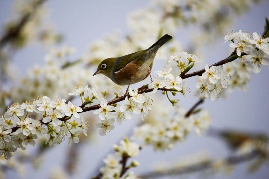 Robin sitting on a flowering tree branch