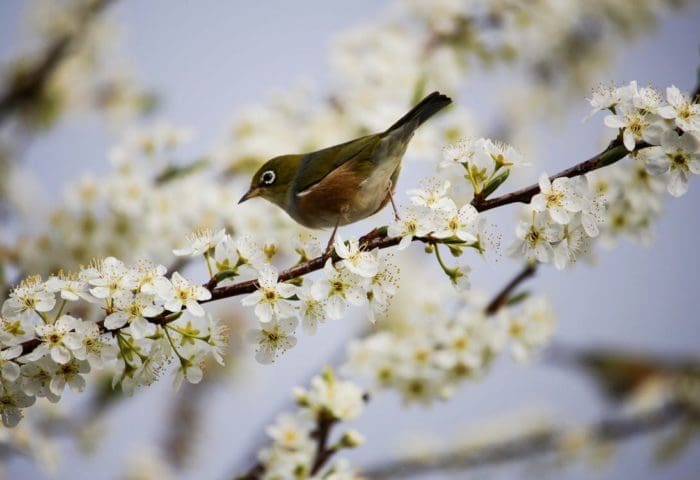 Little Explorers Livestream: Spring is for the Birds! (May 2021)