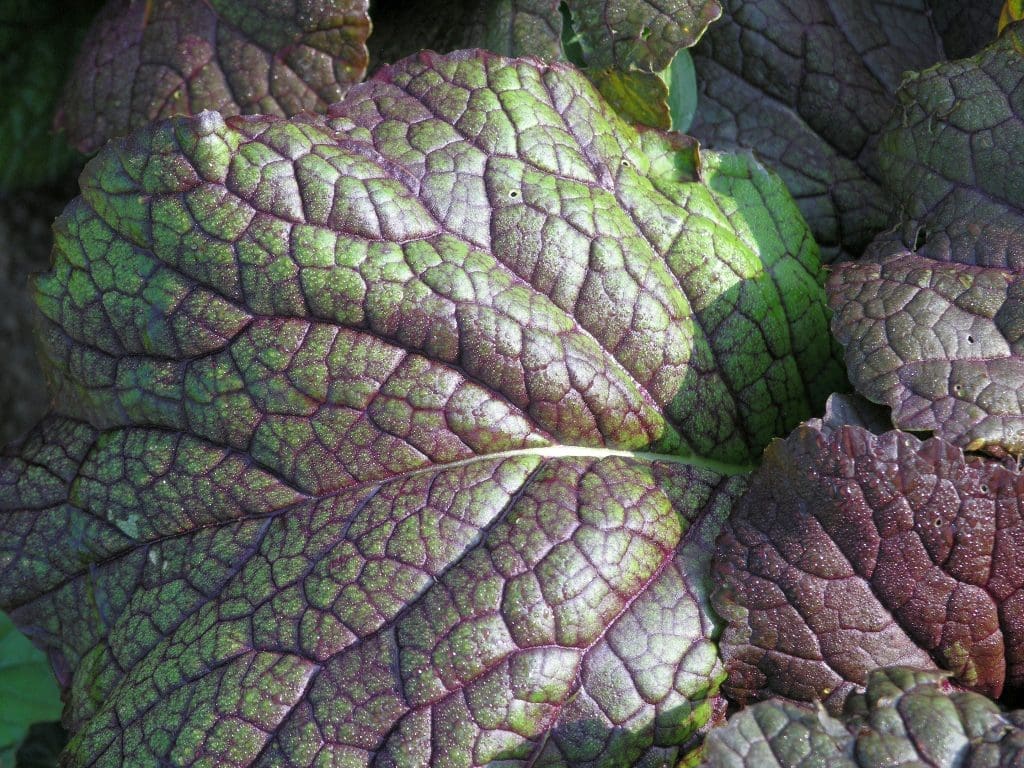 Close-up of a purple-green veiny and slightly textured leaf of red mustard