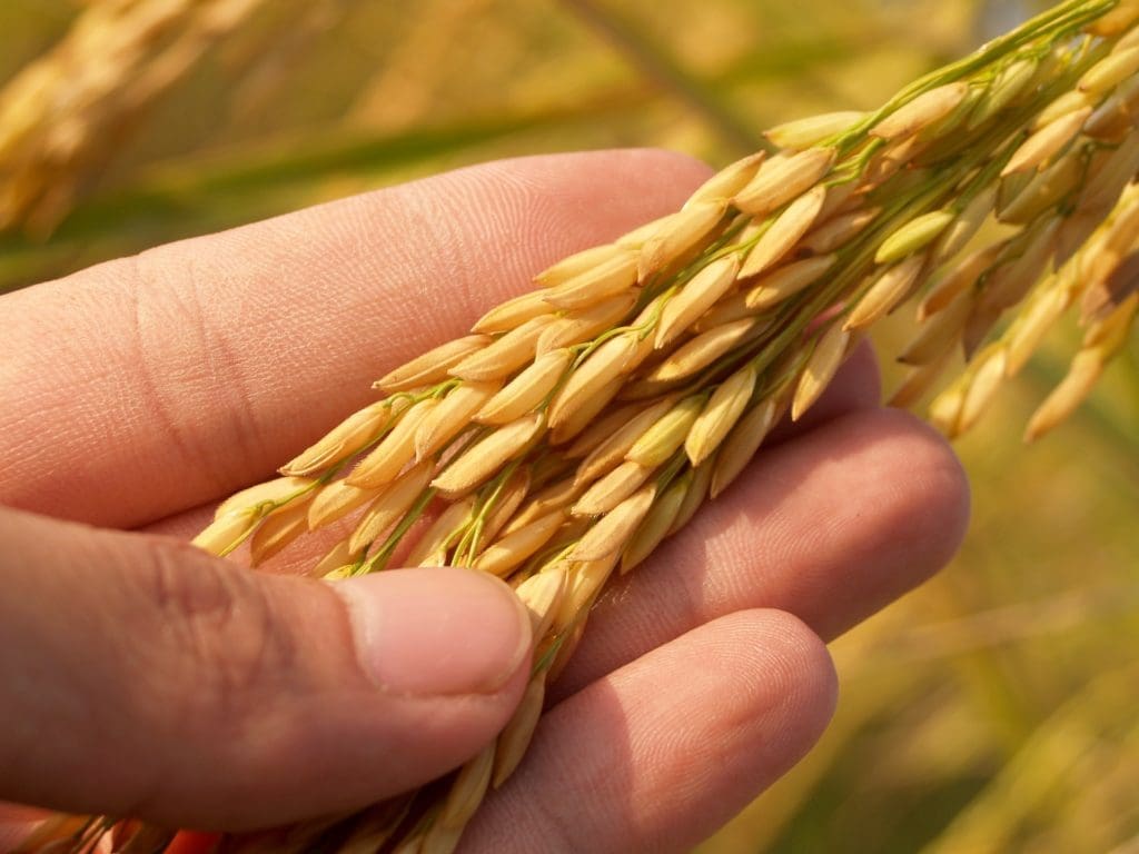 hand holding wheat seeds