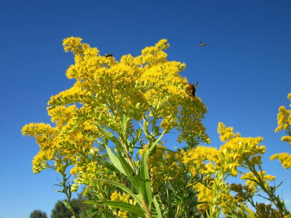 Close-up of bright yellow goldenrod against a clear blye sky. Several pollinating insects (sweat bees, tachinid fly) are on the flowers, one is flying away.