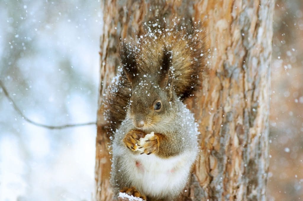 squirrel in winter