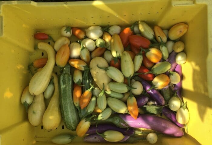 Sankofa Farm Stand at Bartram’s Village