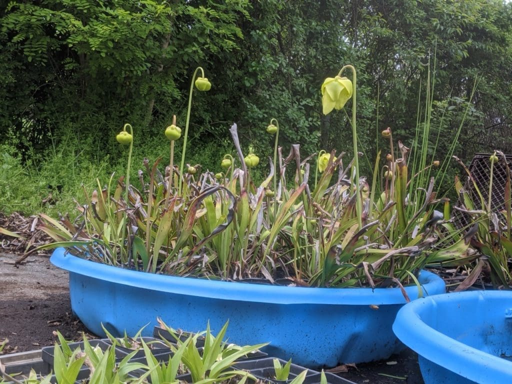 several yellow pitcher plants growing in a blue kiddie pool