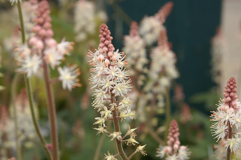 Close-up of a blooming spire of Tiarella Cordifolia, or Foamflower. The individual flowers are very small, cream to pink, growing in a tower.