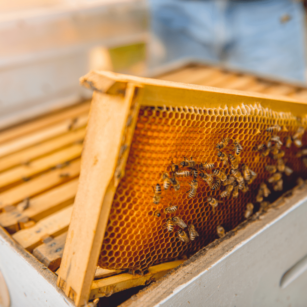 honeybees in a wooden box hive